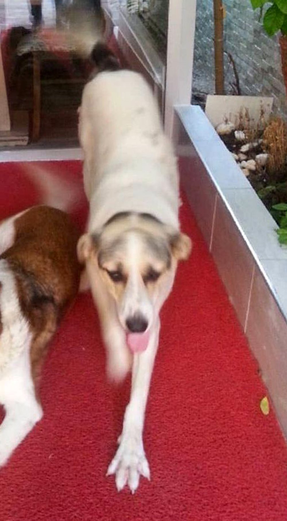 83 yaşındaki emekli polis evden silahı alıp köpeği öldürdü! Tek suçu havlamaktı