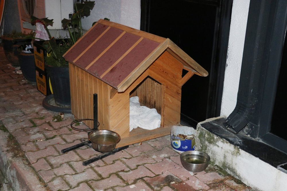 83 yaşındaki emekli polis evden silahı alıp köpeği öldürdü! Tek suçu havlamaktı