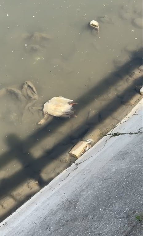 Yeşilırmak’ta balıkların ardından şimdi de kaz  ölümleri görülmeye başlandı! Sudan numune alındı