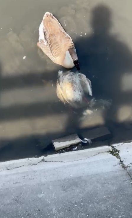 Yeşilırmak’ta balıkların ardından şimdi de kaz  ölümleri görülmeye başlandı! Sudan numune alındı