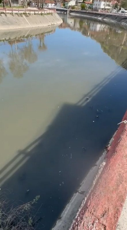 Yeşilırmak’ta balıkların ardından şimdi de kaz  ölümleri görülmeye başlandı! Sudan numune alındı