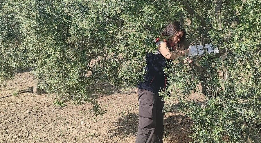 Aydın'da zeytinliklere sıkı denetim!