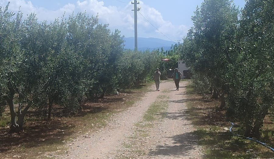 Aydın'da zeytinliklere sıkı denetim!