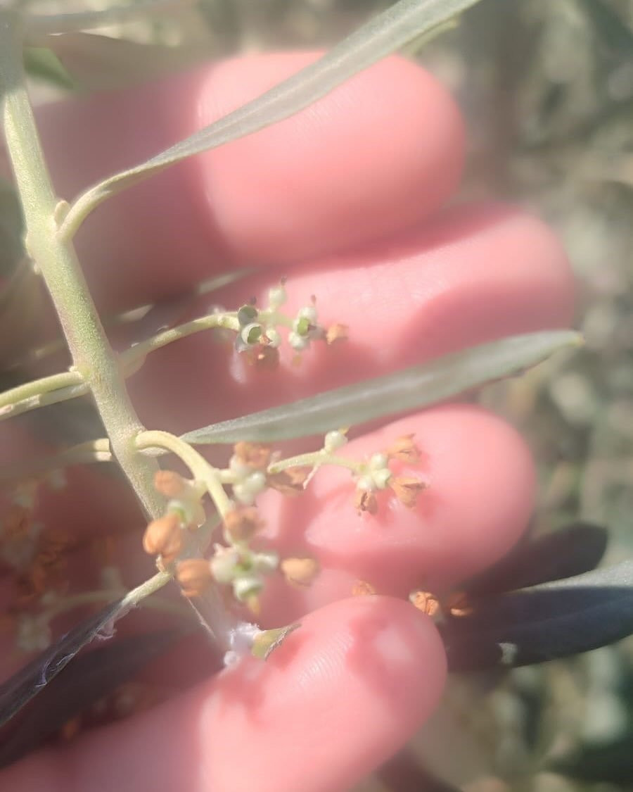 Aydın'da zeytinliklere sıkı denetim!