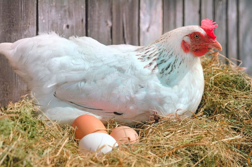deep-litter-chicken-bedding.jpg