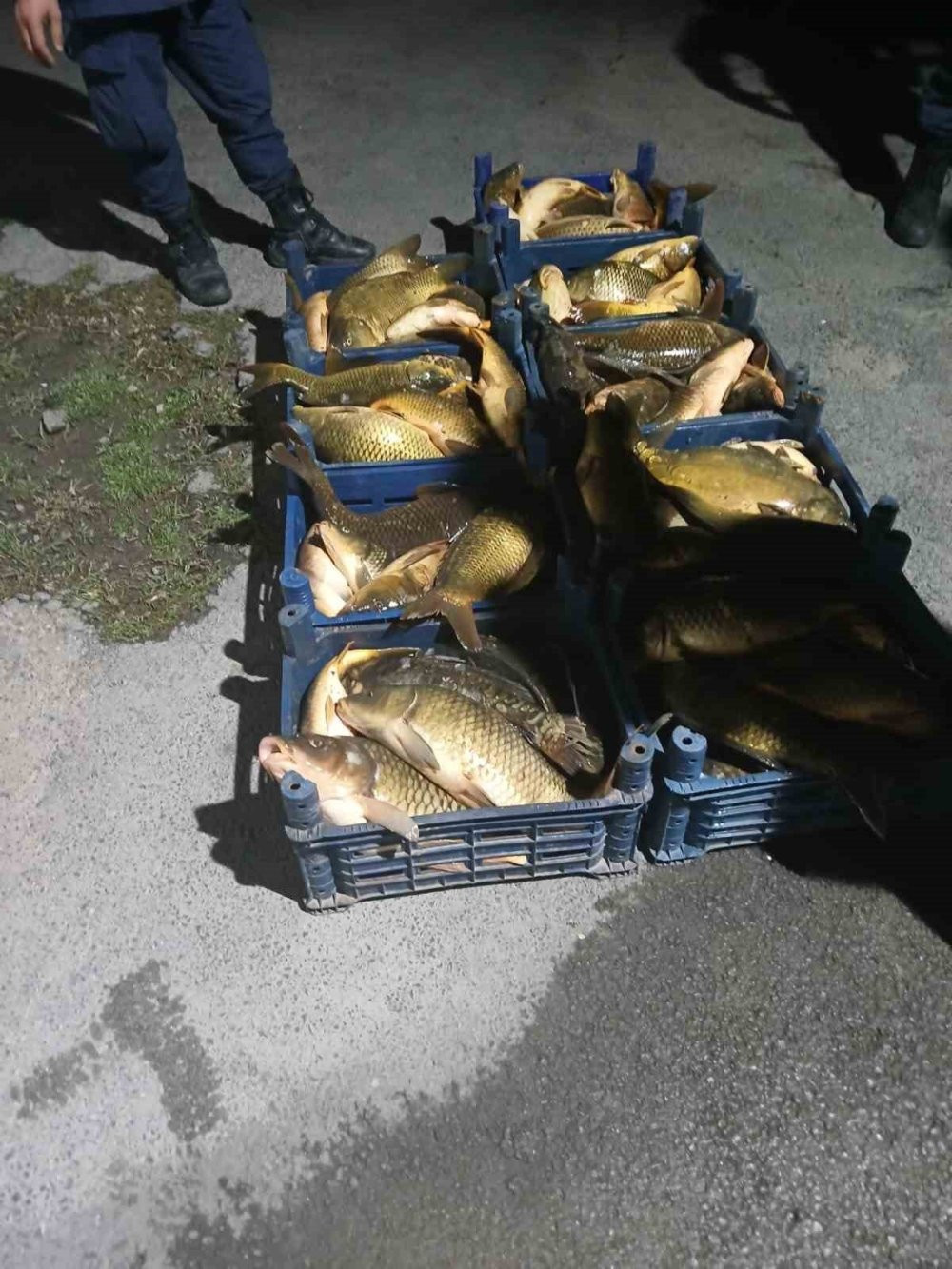 Kaçak avlanan 210 kilo balık ele geçirildi