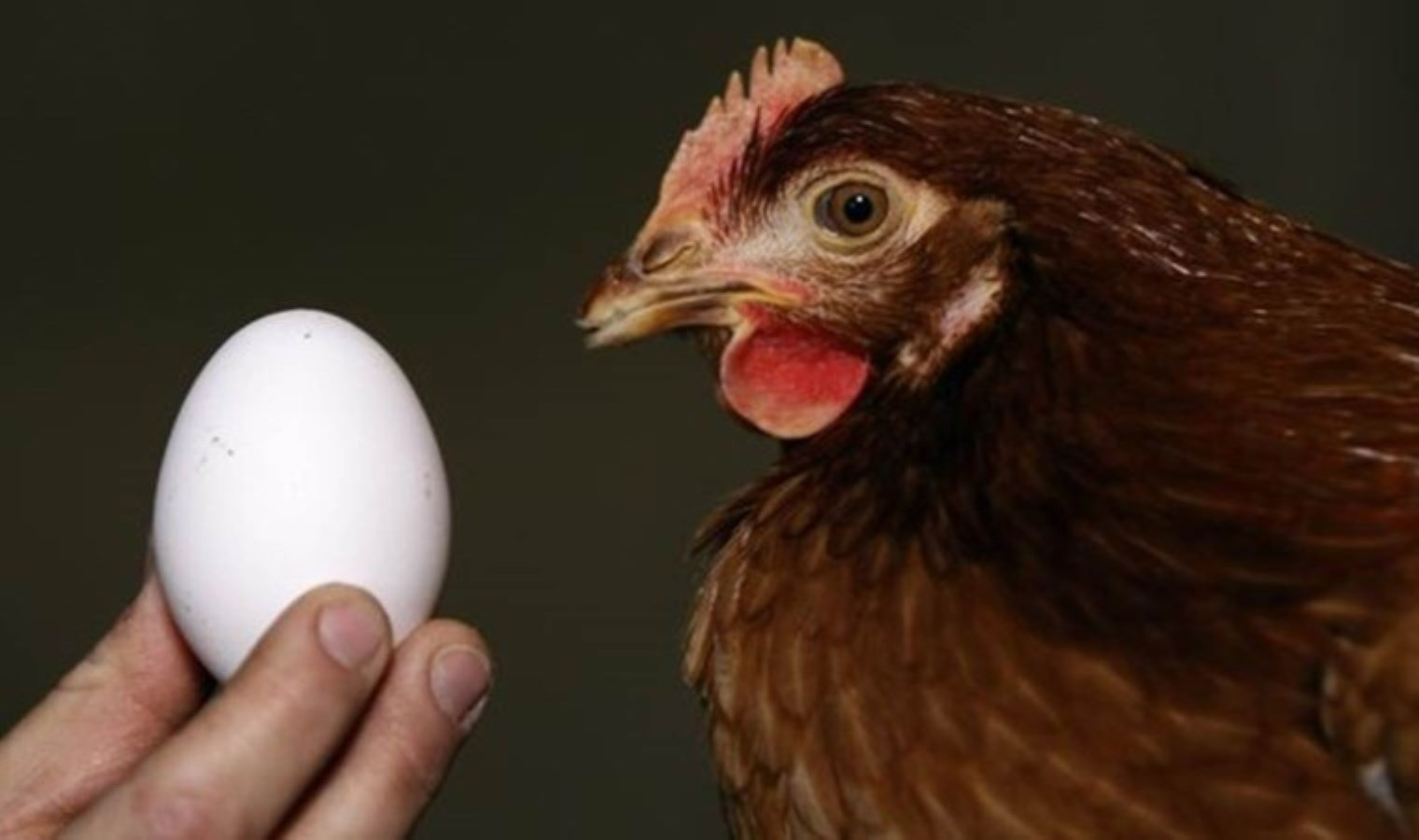 tavuk-ve-yumurtada-dogru-bilinen-yanlislar-yenicag-13.jpg