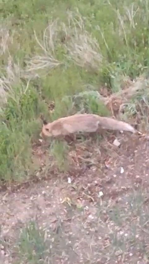 Yiyecek arayan tilki evin bahçesine girdi