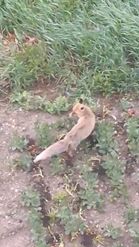 Yiyecek arayan tilki evin bahçesine girdi