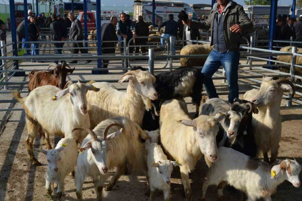 Balıkesir’de korkutan şap alarmı! 15 mahalle karantinaya alındı