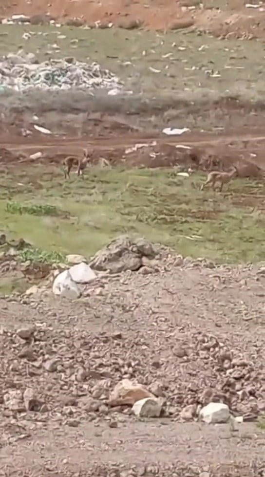 Elazığ’da dağ keçisi kameraya yakalandı