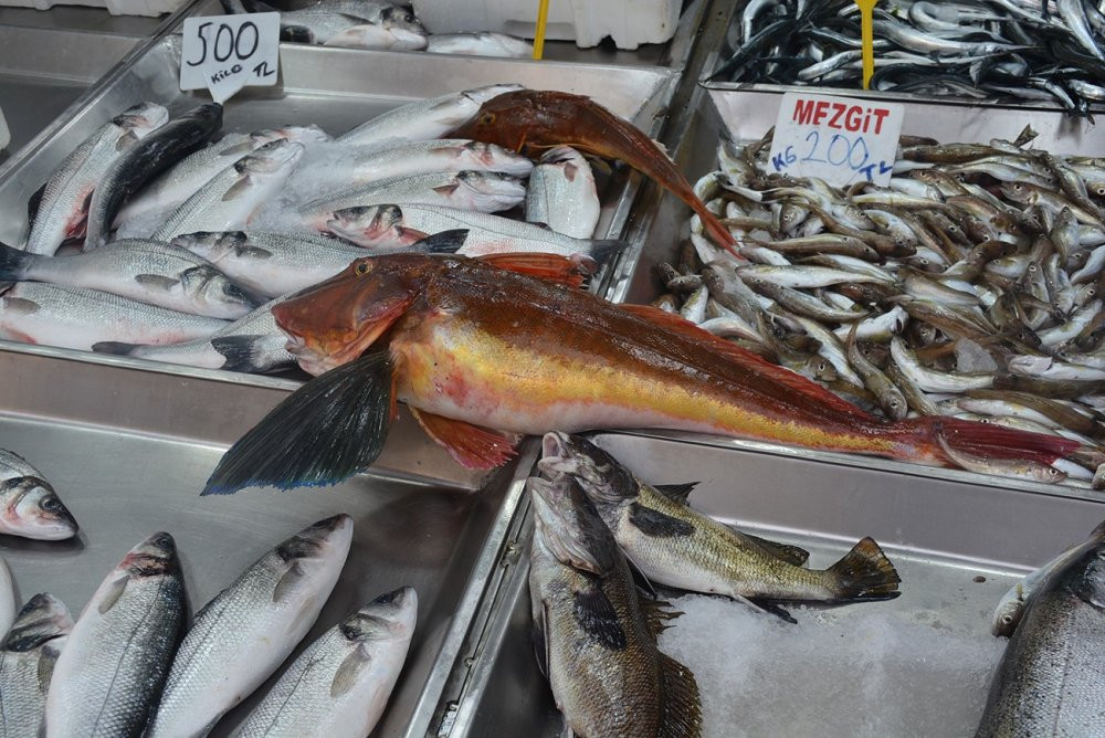 5 kiloluk kırlangıç balığı dikkat çekti!