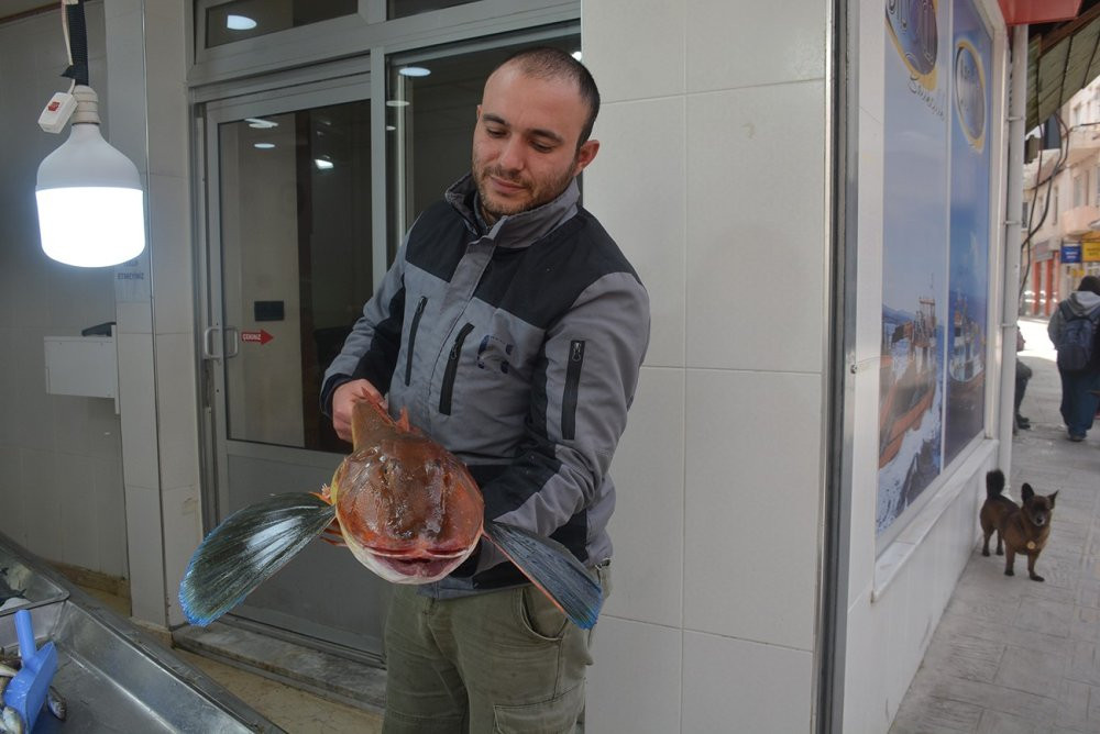 5 kiloluk kırlangıç balığı dikkat çekti!