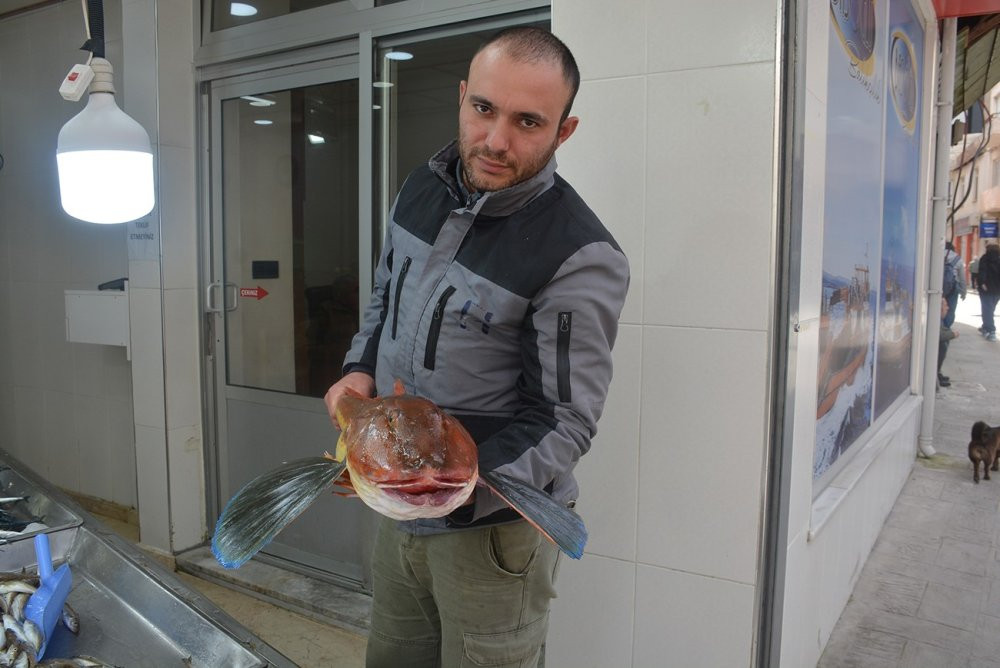 5 kiloluk kırlangıç balığı dikkat çekti!