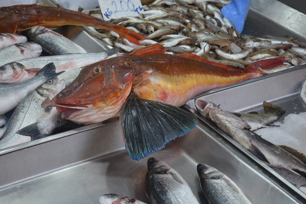 5 kiloluk kırlangıç balığı dikkat çekti!