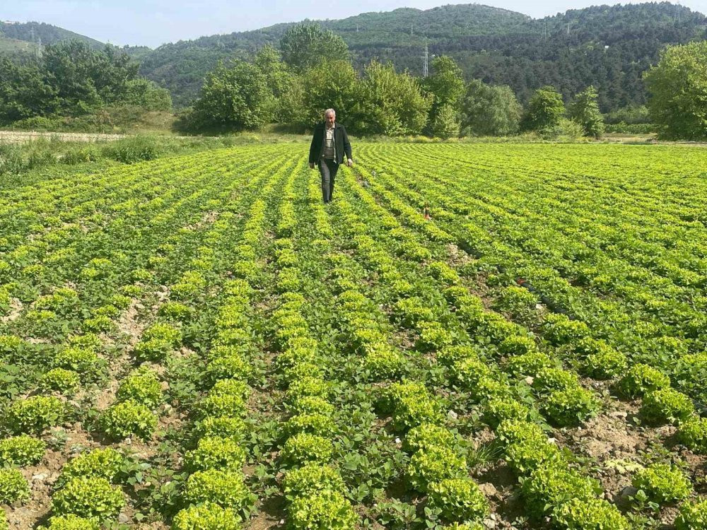Gölbaşı Gölü’nde çiftçi isyanı: Hasat yok olmasın