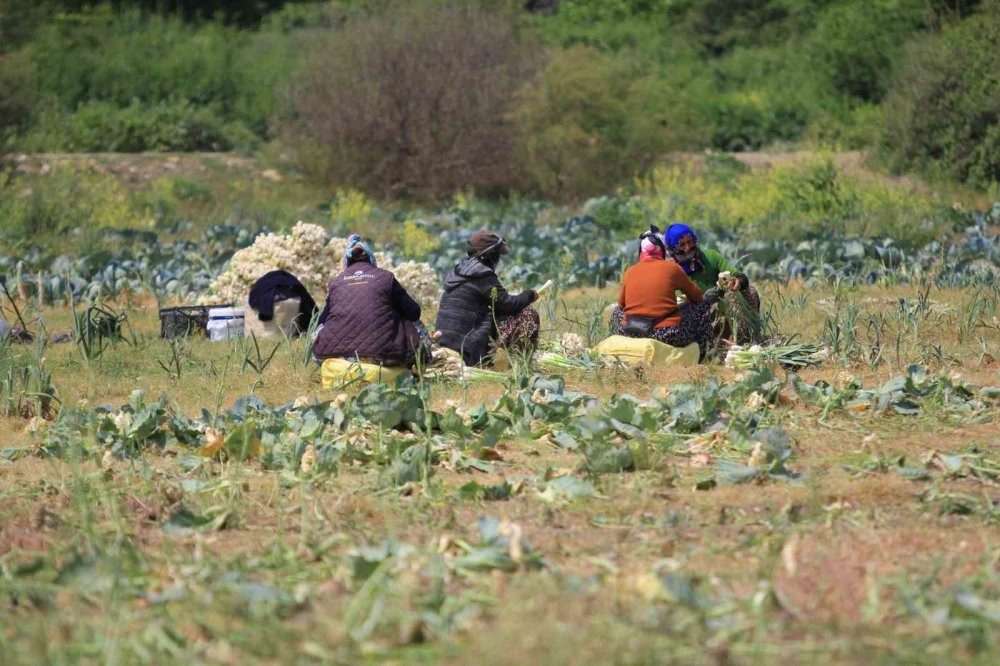 Gölbaşı Gölü’nde çiftçi isyanı: Hasat yok olmasın