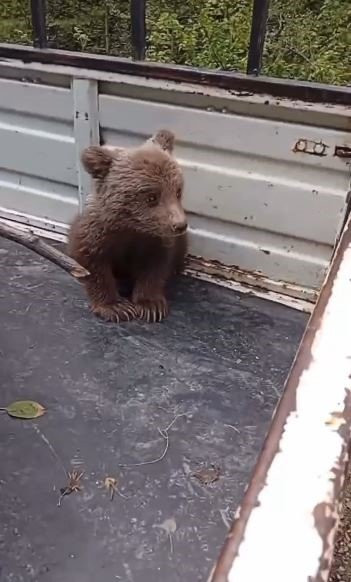 Artvin’de köylüler tarlada buldu! Yavruyu elleriyle beslediler