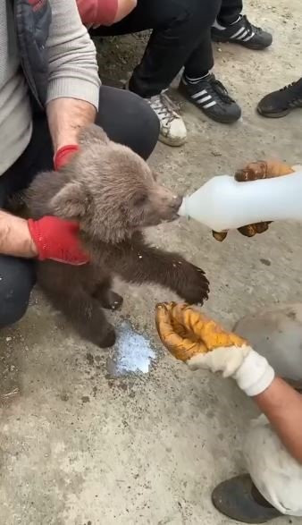 Artvin’de köylüler tarlada buldu! Yavruyu elleriyle beslediler