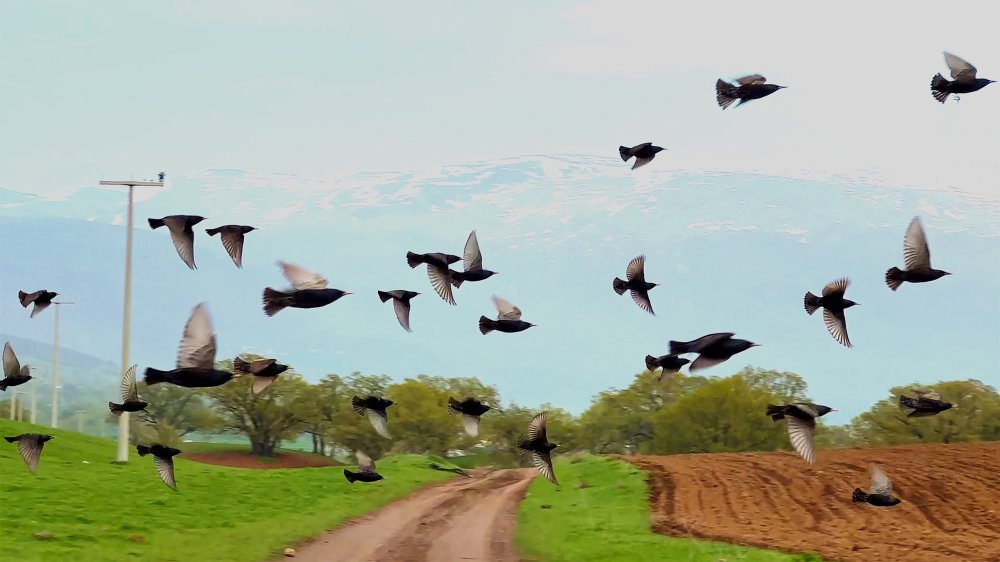 Belgesel tadında sazlık! Adeta kuş cenneti...