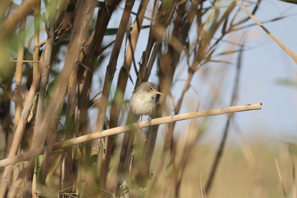 Kuş cennetinde 12 yeni tür gözlendi
