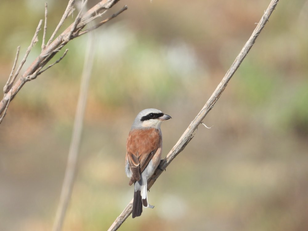 Kuş cennetinde 12 yeni tür gözlendi