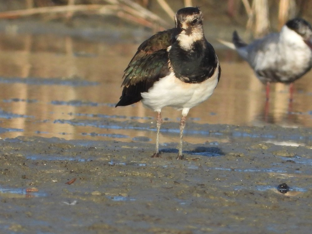 Kuş cennetinde 12 yeni tür gözlendi