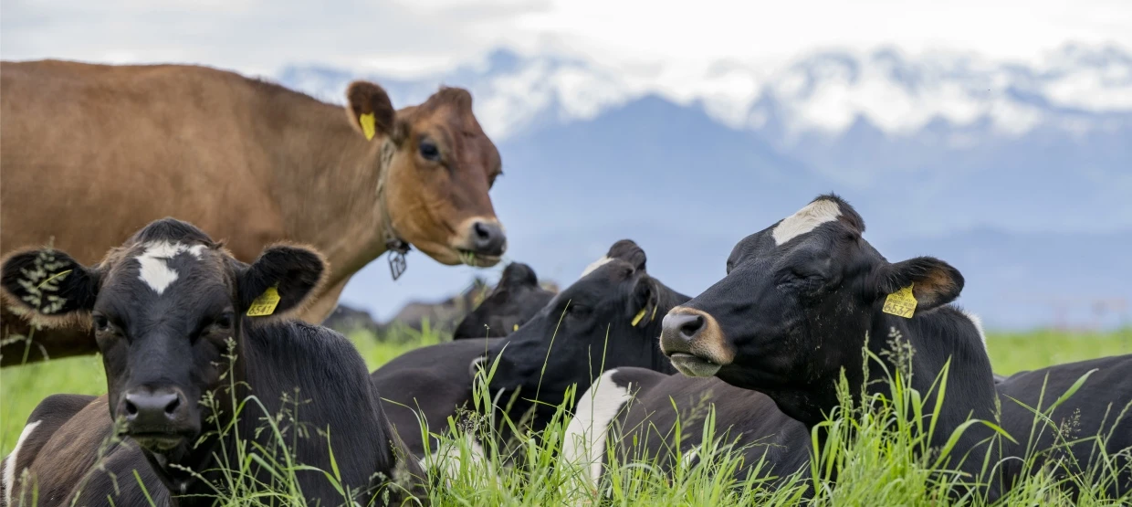 die-schweiz-erhebt-hohe-zoelle.webp