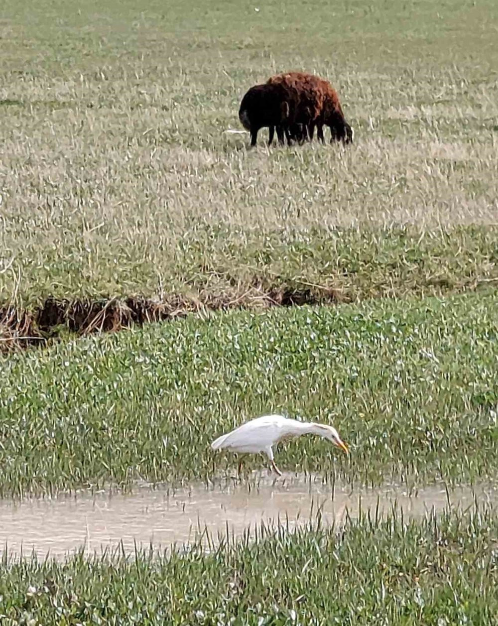 Doğa yürüyüşçülerini şaşırtan kuş! Türkiye’de görüldü
