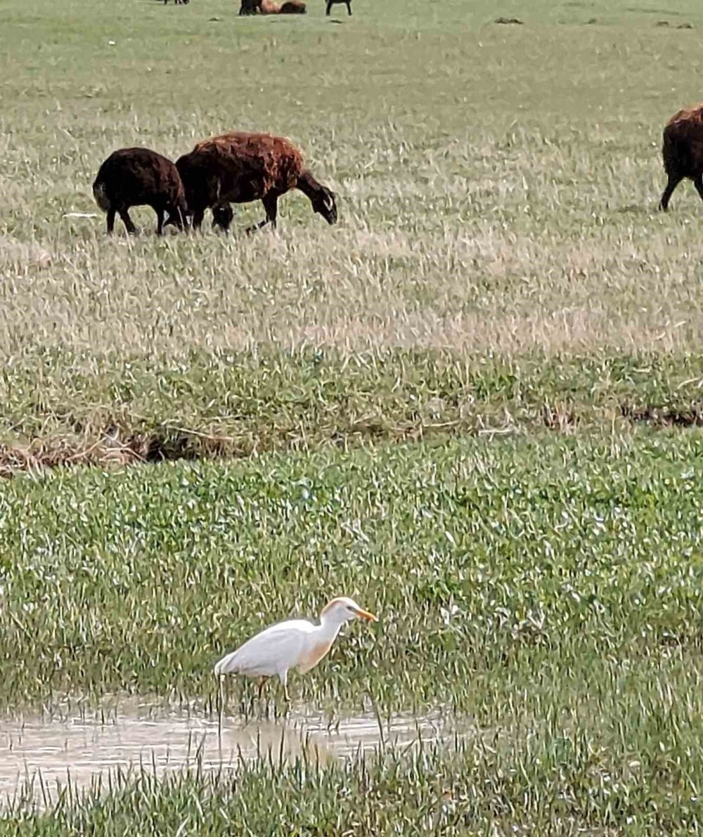 Doğa yürüyüşçülerini şaşırtan kuş! Türkiye’de görüldü