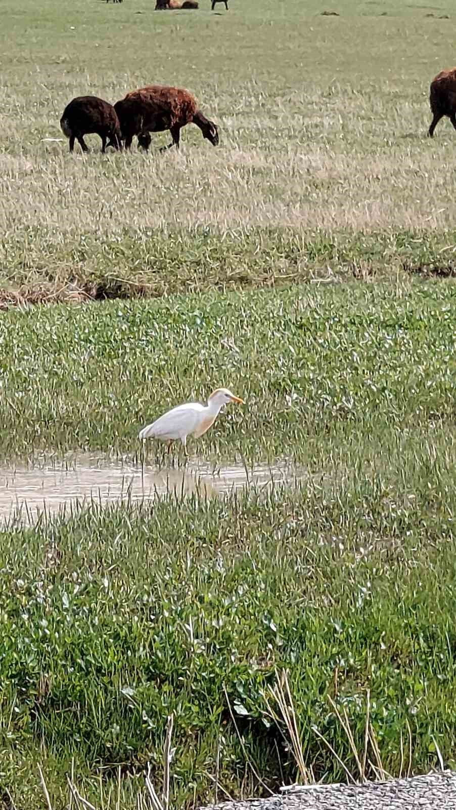 Doğa yürüyüşçülerini şaşırtan kuş! Türkiye’de görüldü