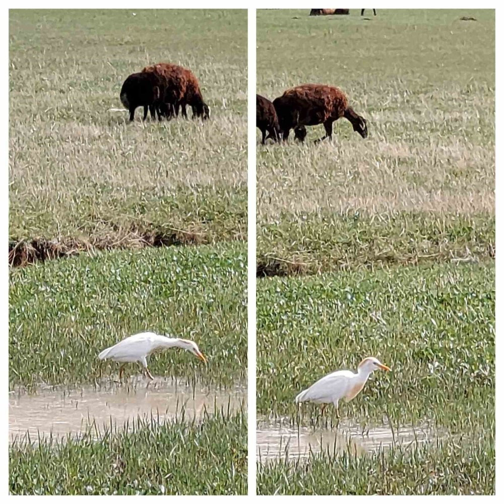 Doğa yürüyüşçülerini şaşırtan kuş! Türkiye’de görüldü