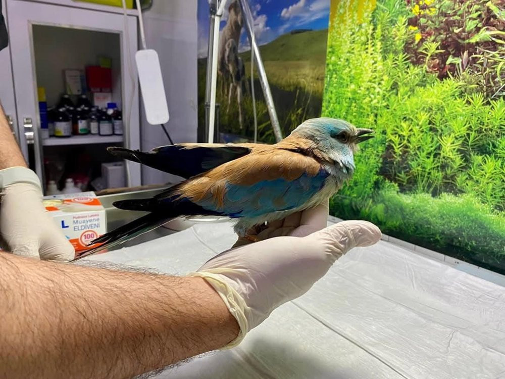 Nesli tükeniyor! Sırbistan’da Türkiye zorlu yolculuk