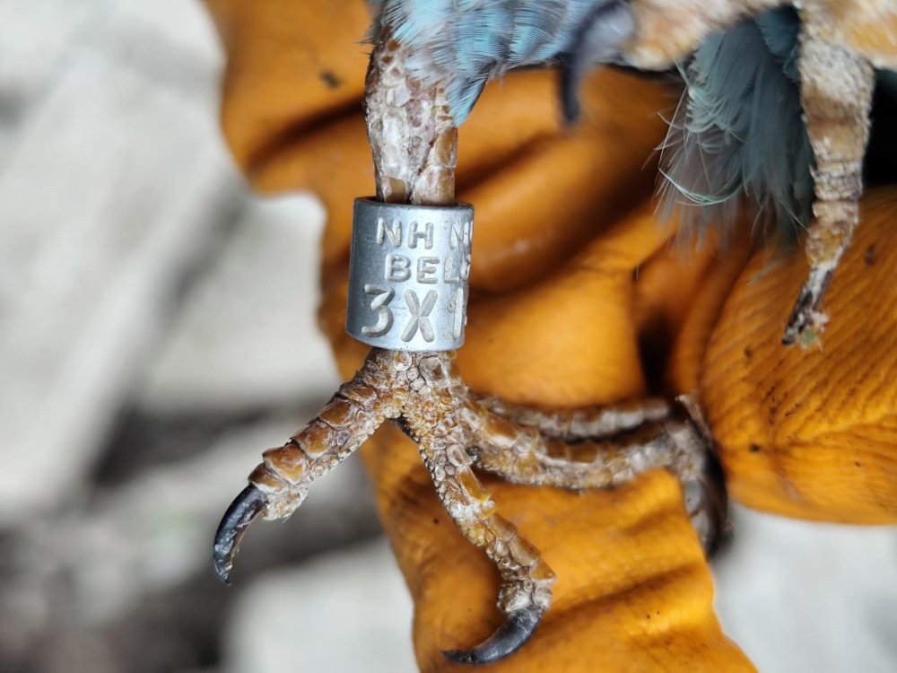 Nesli tükeniyor! Sırbistan’da Türkiye zorlu yolculuk