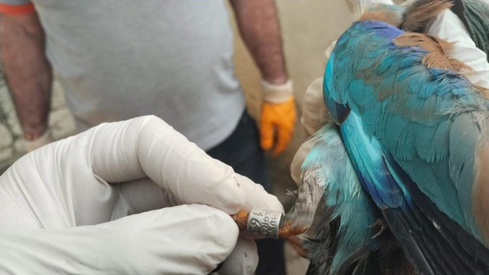 Nesli tükeniyor! Sırbistan’da Türkiye zorlu yolculuk