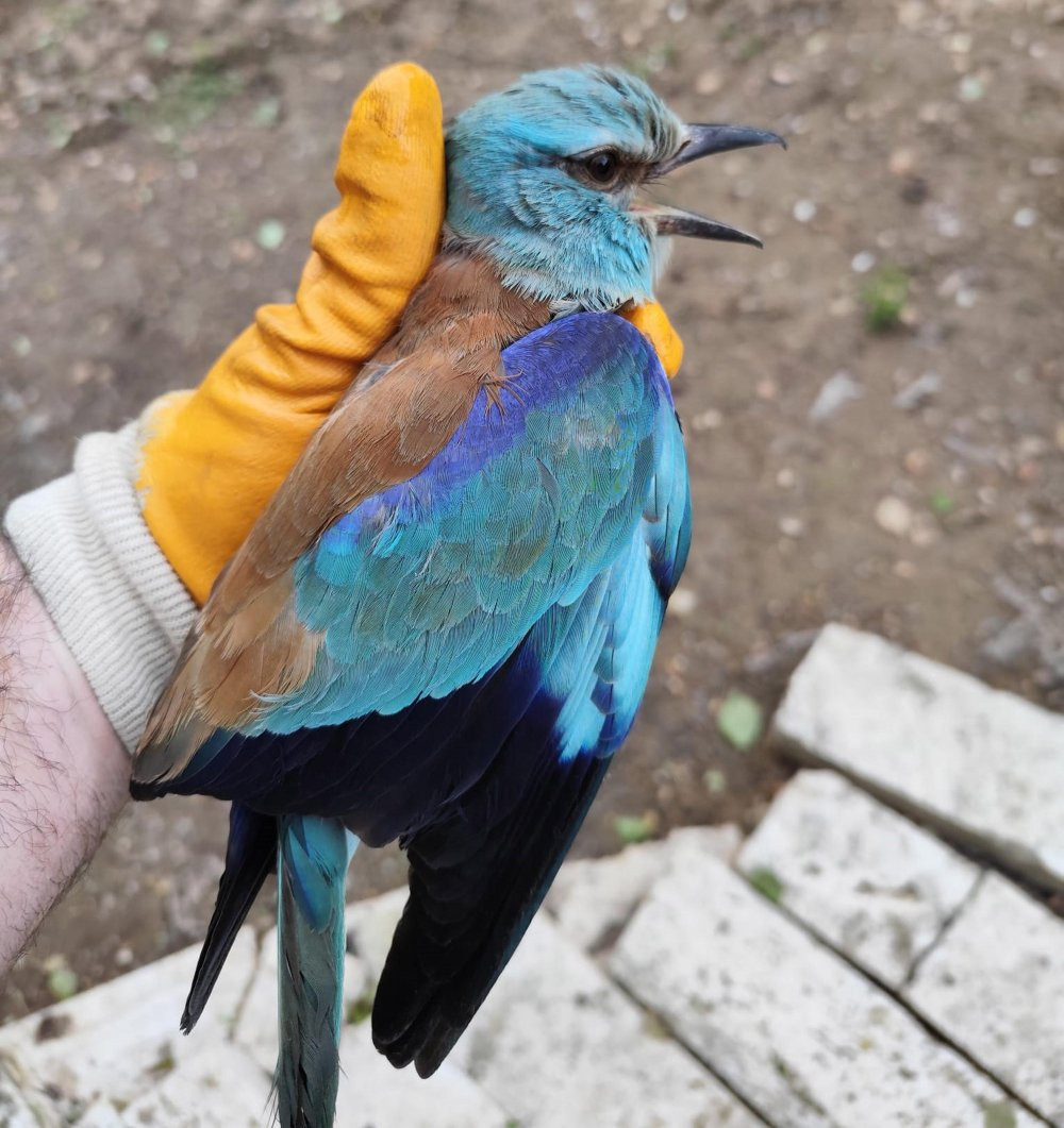 Nesli tükeniyor! Sırbistan’da Türkiye zorlu yolculuk