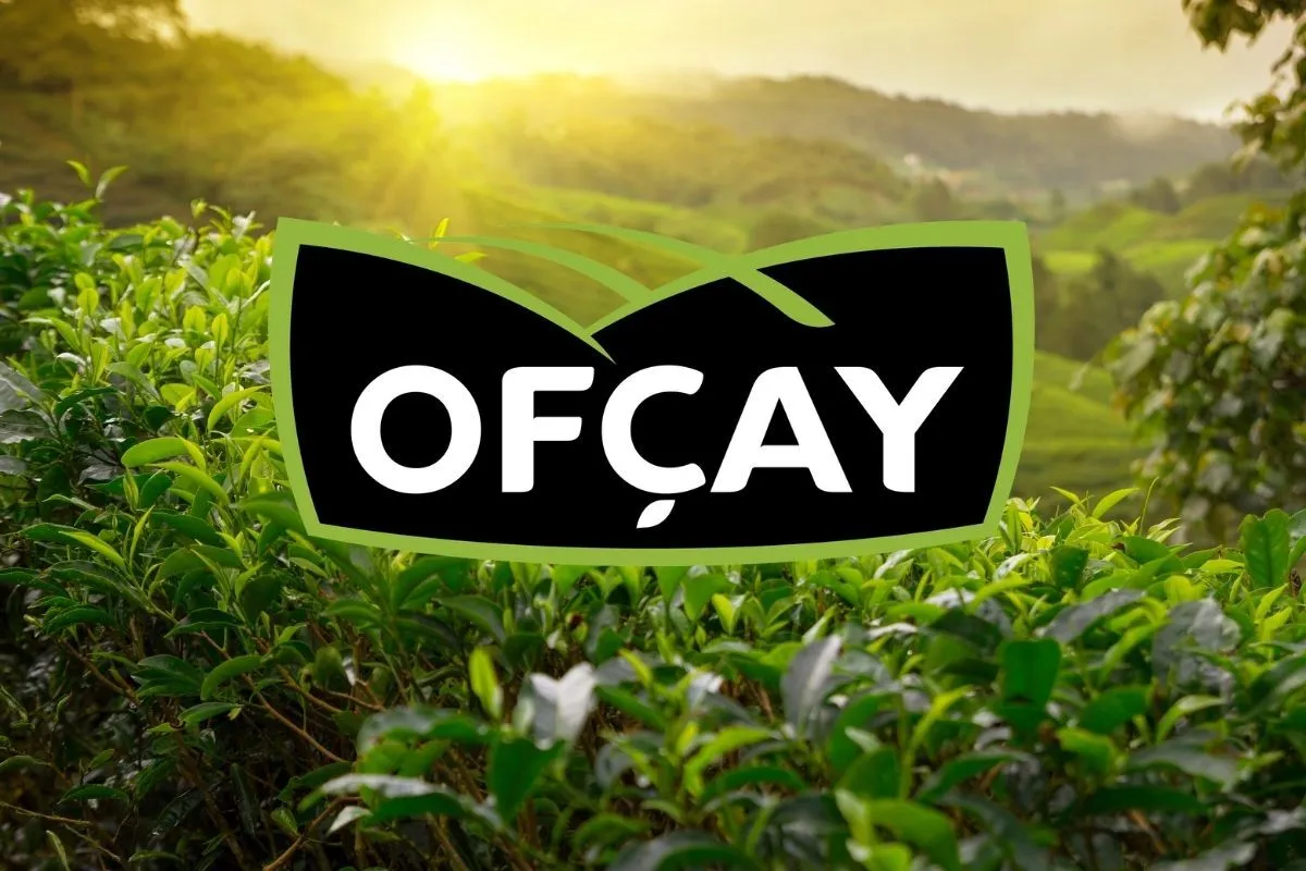 ofcay1.webp