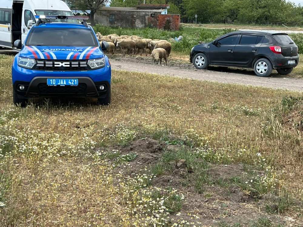 Manyas’ta ağılda felaket! 30 koyun ile 12 kuzu telef oldu