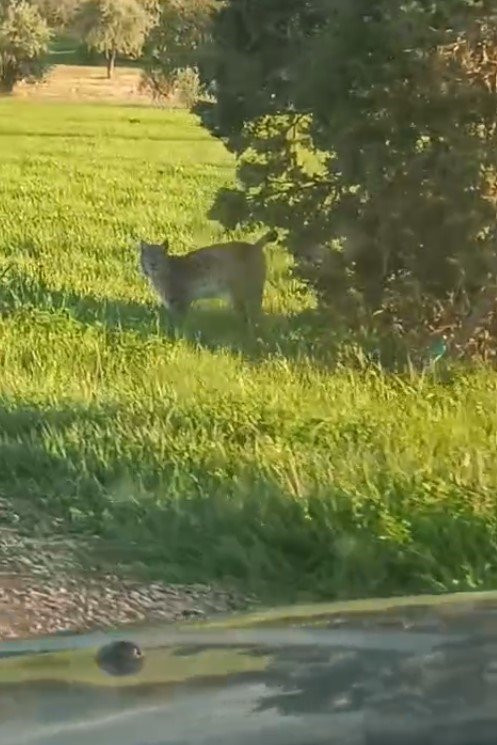 Gümüşhane’de nadir anlar: İkisi de yiyecek arayışında