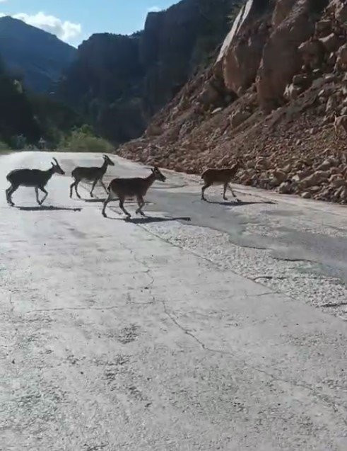 Gümüşhane’de nadir anlar: İkisi de yiyecek arayışında