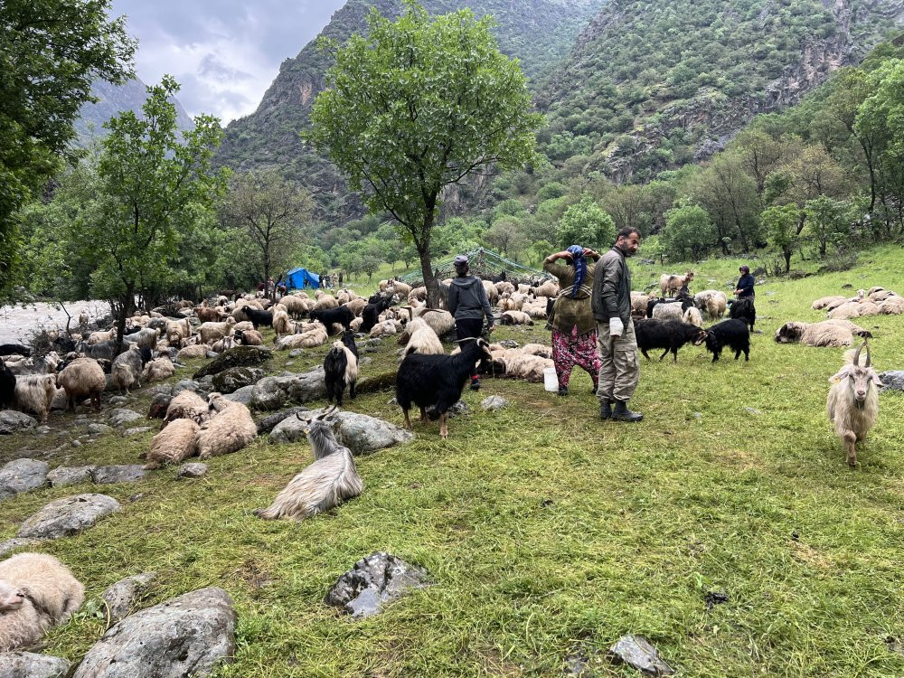 Kadınların tehlikeli yol çilesi! Süt için sarp yolları aşıyorlar