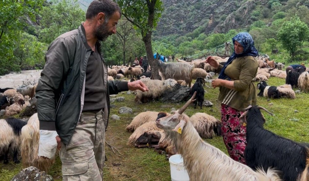 Kadınların tehlikeli yol çilesi! Süt için sarp yolları aşıyorlar