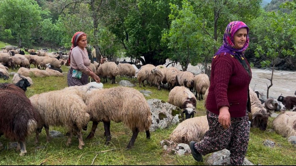Kadınların tehlikeli yol çilesi! Süt için sarp yolları aşıyorlar