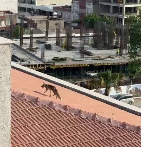 5 katlı binanın tepesinde tilki sürprizi: İtfaiye ve işçiler peşine düştü!