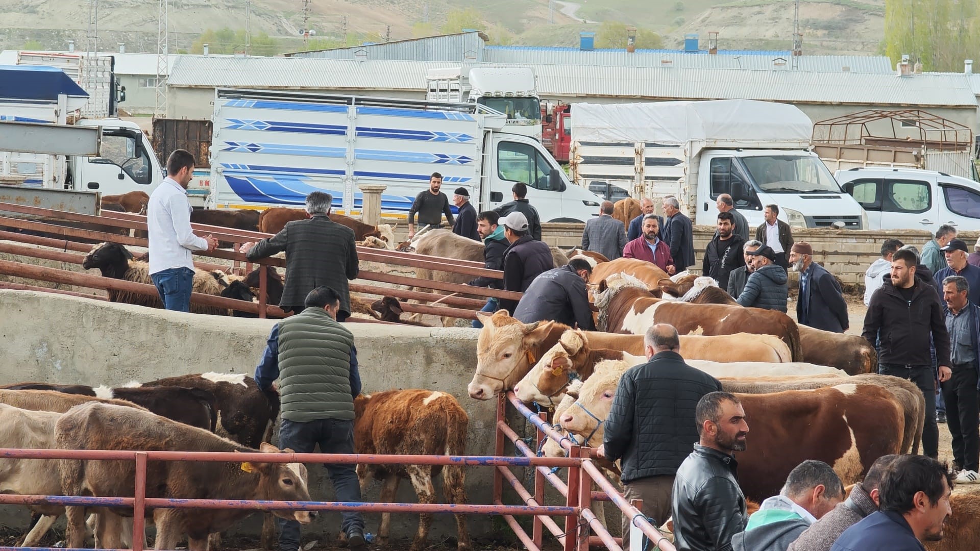 askalede-kurban-pazari-acildi-fiyatlar-cep-yakiyor-350-bin-tlye-buyukbas-yenicag-1.jpg