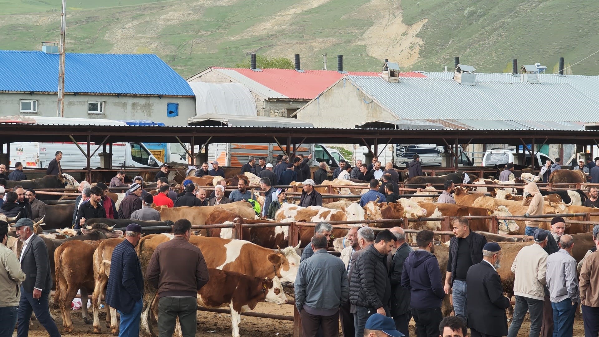 askalede-kurban-pazari-acildi-fiyatlar-cep-yakiyor-350-bin-tlye-buyukbas-yenicag-2.jpg