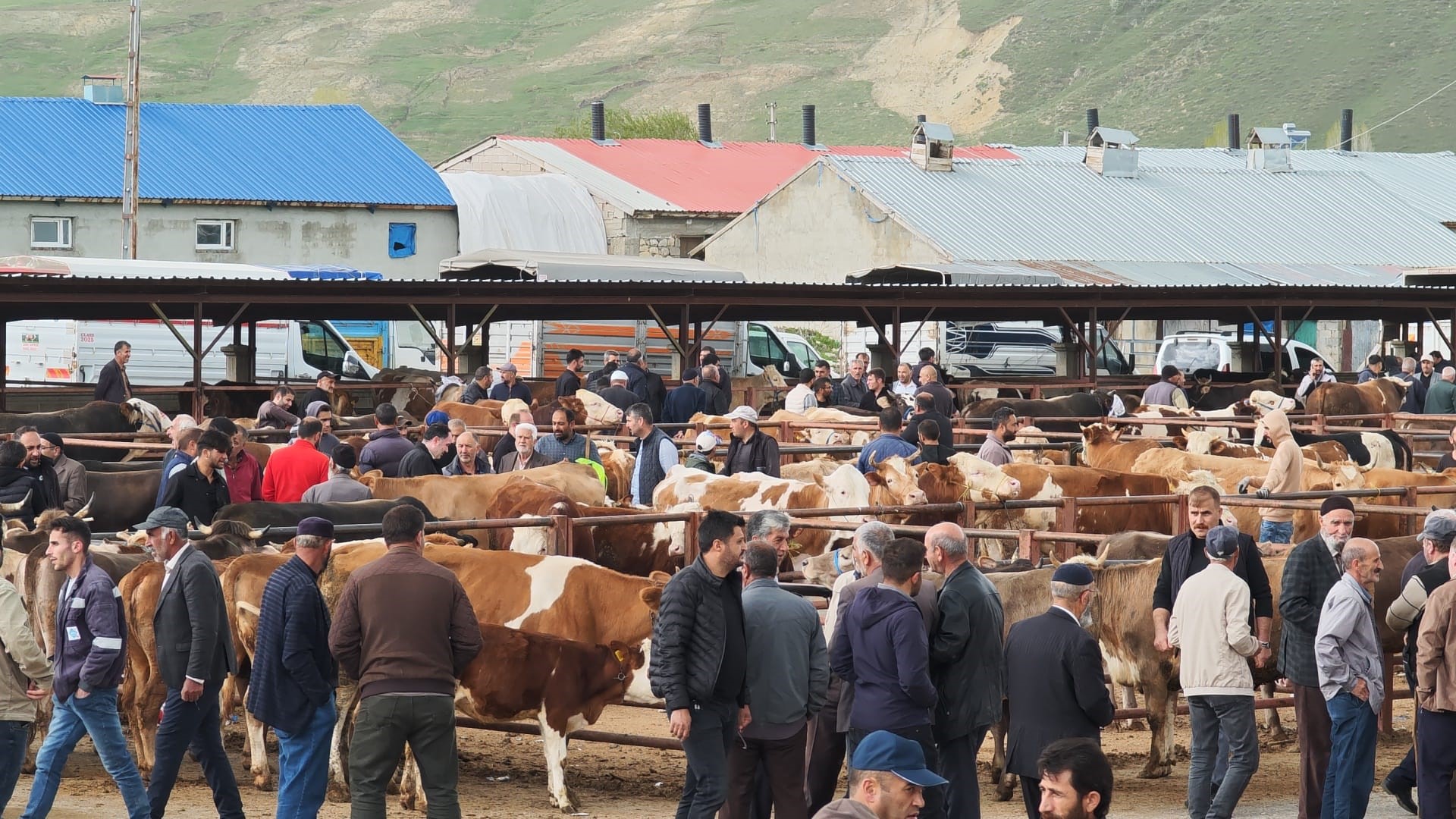 askalede-kurban-pazari-acildi-fiyatlar-cep-yakiyor-350-bin-tlye-buyukbas-yenicag-3.jpg