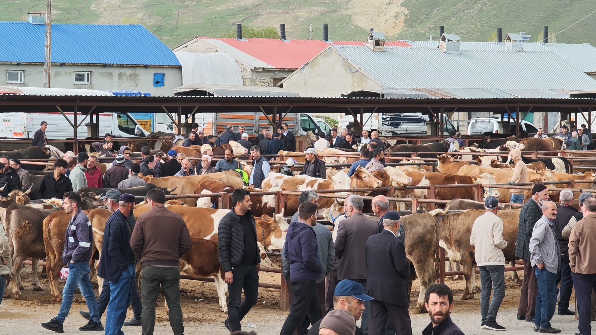 askalede-kurban-pazari-acildi-fiyatlar-cep-yakiyor-350-bin-tlye-buyukbas-yenicag-5.jpg