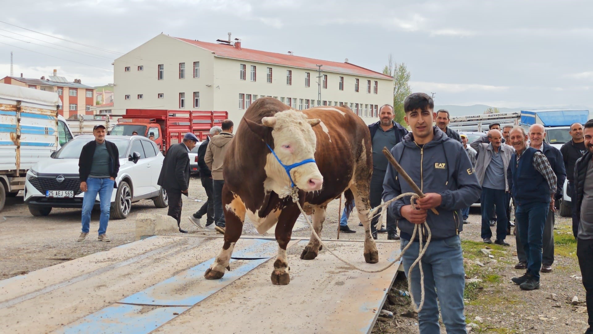 askalede-kurban-pazari-acildi-fiyatlar-cep-yakiyor-350-bin-tlye-buyukbas-yenicag-6.jpg