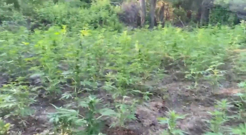 Diyarbakır’da 5,3 ton esrar üretilebilecek 30 bin kök kenevir ele geçirildi